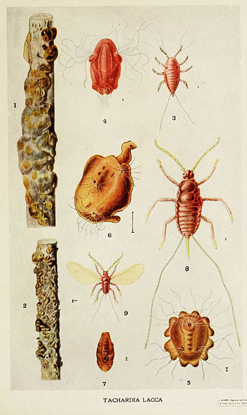 357px-02-Indian-Insect-Life_-_Harold_Maxwell-Lefroy_-_Kerria-Lacca